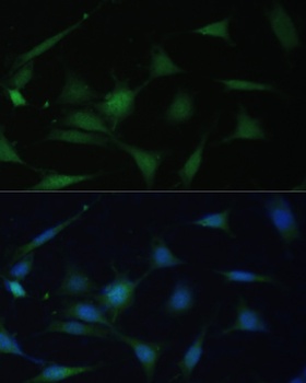 MAPK14 Antibody