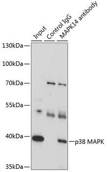 MAPK14 Antibody