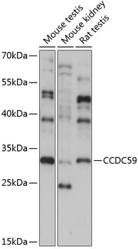 CCDC59 Antibody