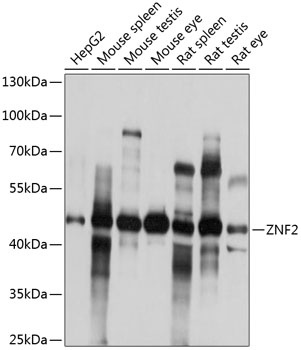 ZNF2 Antibody