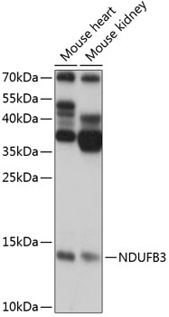 NDUFB3 Antibody