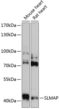 SLMAP Antibody