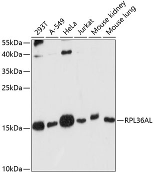 RPL36AL Antibody