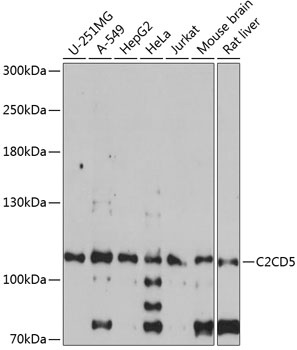 C2CD5 Antibody