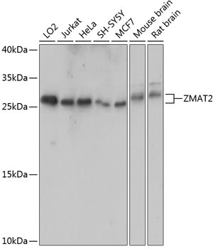 ZMAT2 Antibody