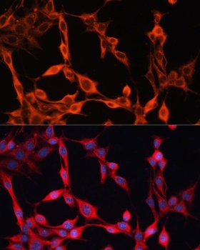 SLC25A23 Antibody