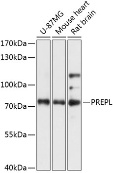 PREPL Antibody