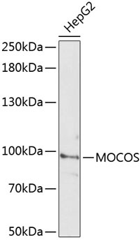 MOCOS Antibody
