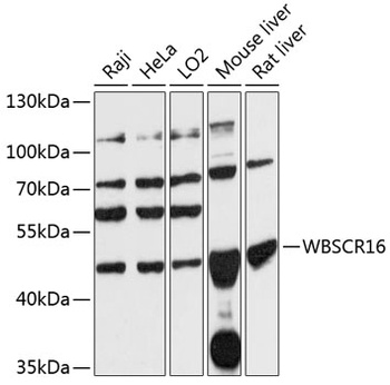 WBSCR16 Antibody
