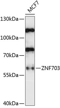 ZNF703 Antibody