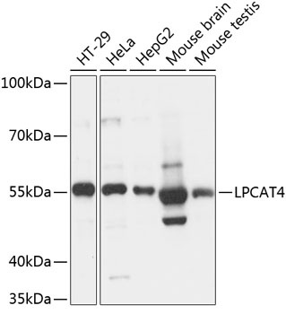 LPCAT4 Antibody