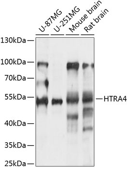HTRA4 Antibody