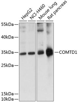 COMTD1 Antibody