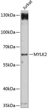 MYLK2 Antibody