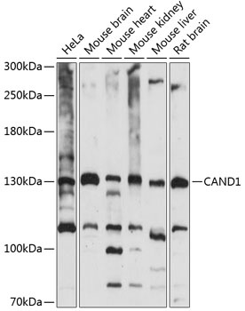 CAND1 Antibody