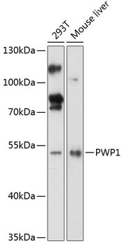 PWP1 Antibody
