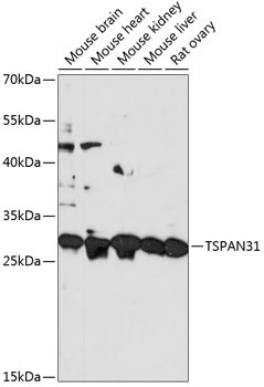 TSPAN31 Antibody