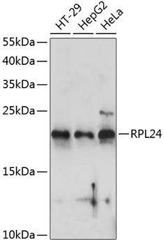 RPL24 Antibody