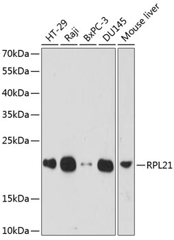 RPL21 Antibody