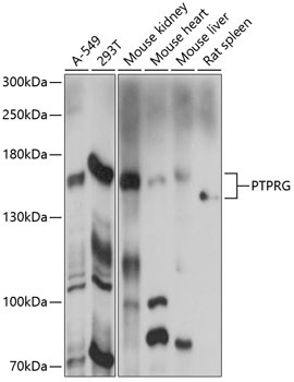 PTPRG Antibody