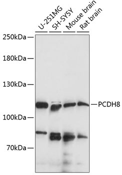 PCDH8 Antibody