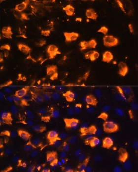 JAG2 Antibody