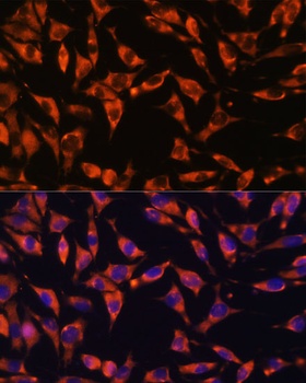 JAG2 Antibody