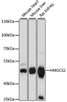 HMGCS2 Antibody