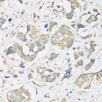 ATP2A3 Antibody