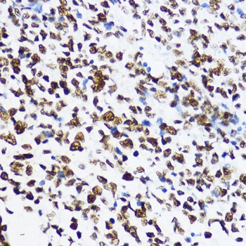 Acetyl-Histone H4-K12 pAb