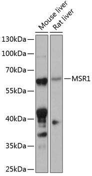 MSR1 Antibody