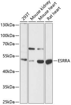 ESRRA Antibody
