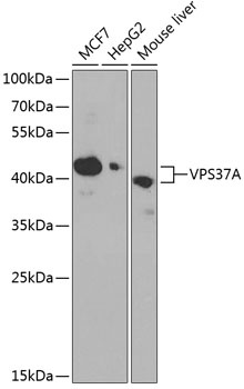 VPS37A Antibody