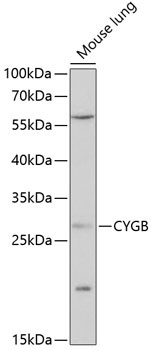 CYGB Antibody