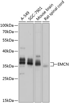 EMCN Antibody