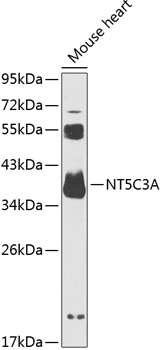 NT5C3A Antibody