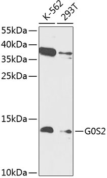 G0S2 Antibody