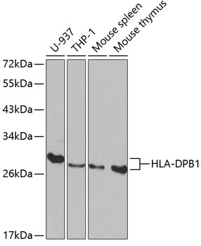 HLA-DPB1 Antibody