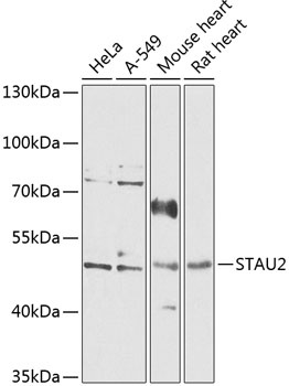 STAU2 Antibody