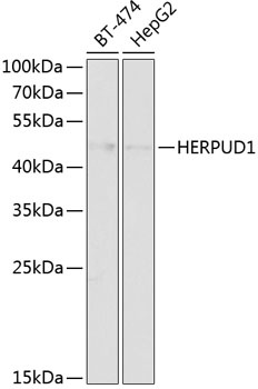 HERPUD1 Antibody