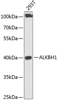 ALKBH1 Antibody