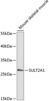 SULT2A1 Antibody
