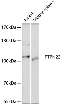 PTPN22 Antibody