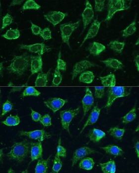 PTPN22 Antibody