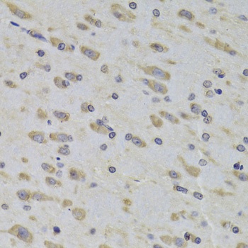 RPL3 Antibody