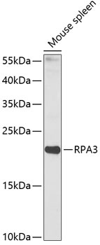 RPA3 Antibody