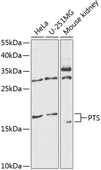 PTS Antibody