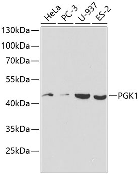 PGK1 Antibody