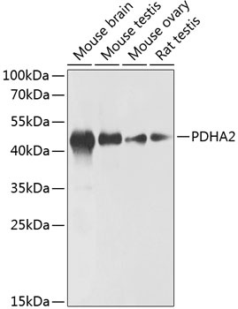 PDHA2 Antibody