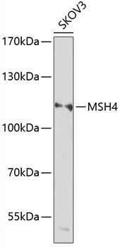 MSH4 Antibody
